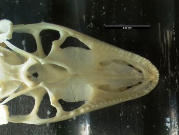 Media type: image;   Herpetology R-131274
